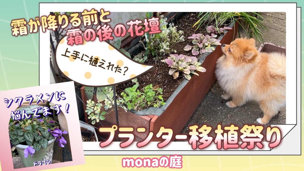【monaの庭】霜が降りる前の花壇の手入れと霜後の手入れ／木製プランターの冬の移植／シクラメンの悩み聞いて！教えて！