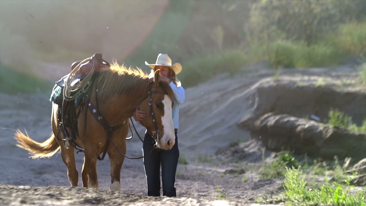 TITO - 2018 Dun Quarter Draft Cross Gelding