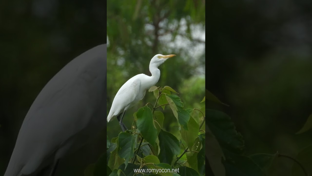 Cattle Egret (Bubulcus ibis)