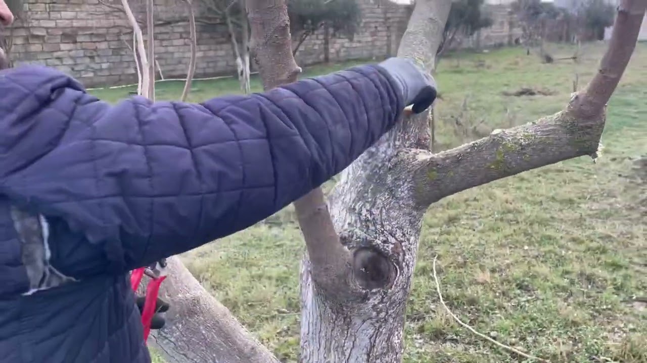Meyvə ağaclarının calaq edilmə qaydası