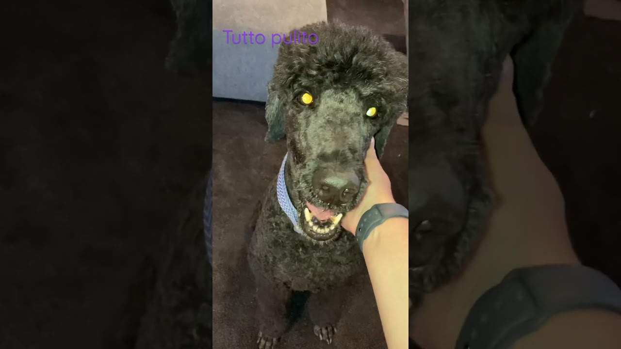 *Barboncino &eacute; tutto pulito Poodle is all clean and groomed #poodle #barboncino #pulito