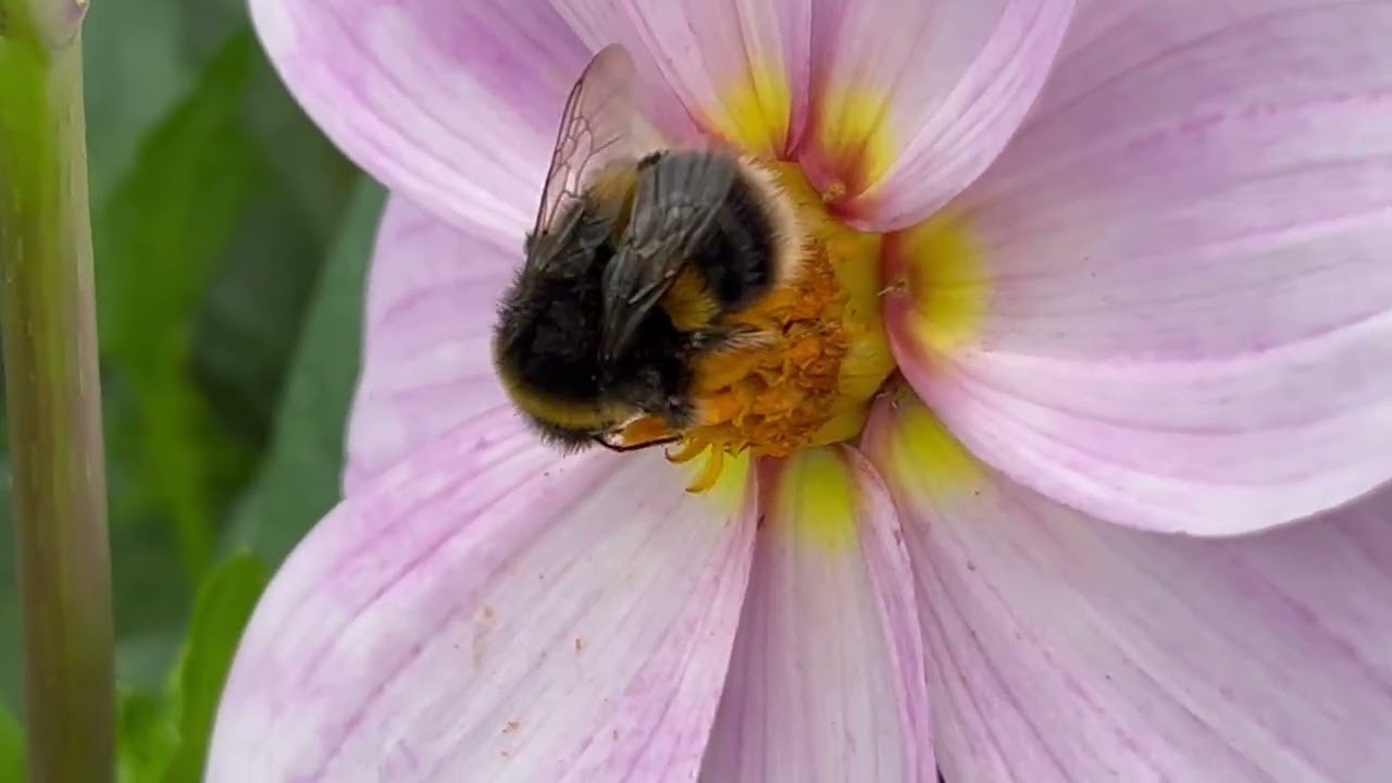 Bumblebee on Beautiful Pink Dahlia Flower 