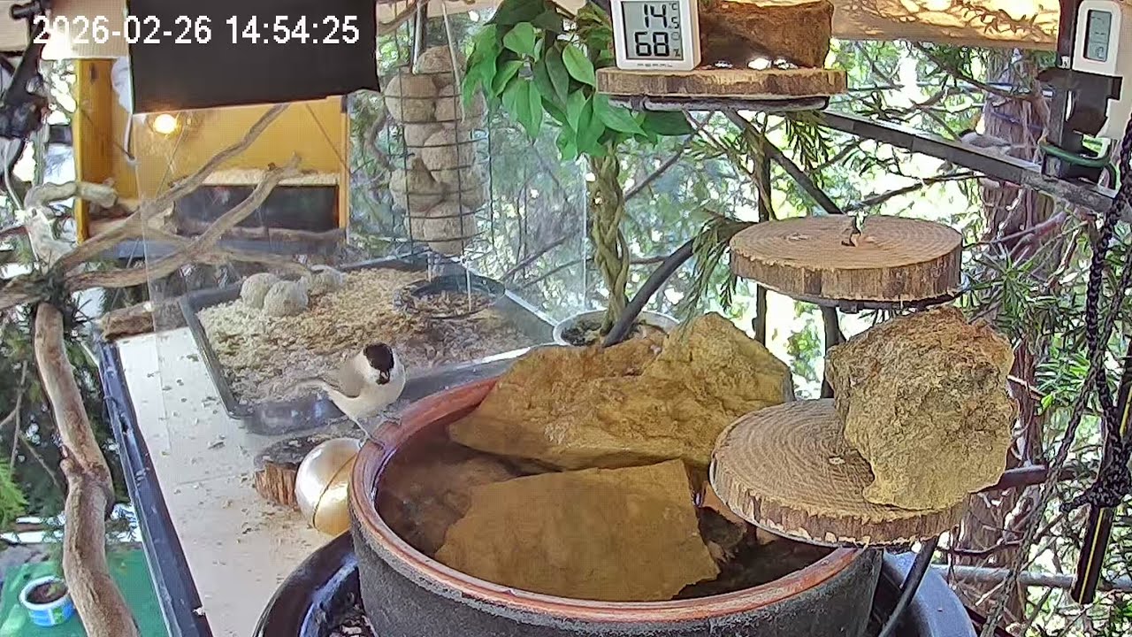 Sumpfmeise singt am frühen Nachmittag am Vogel-Spa 😍 (26.02.2026)