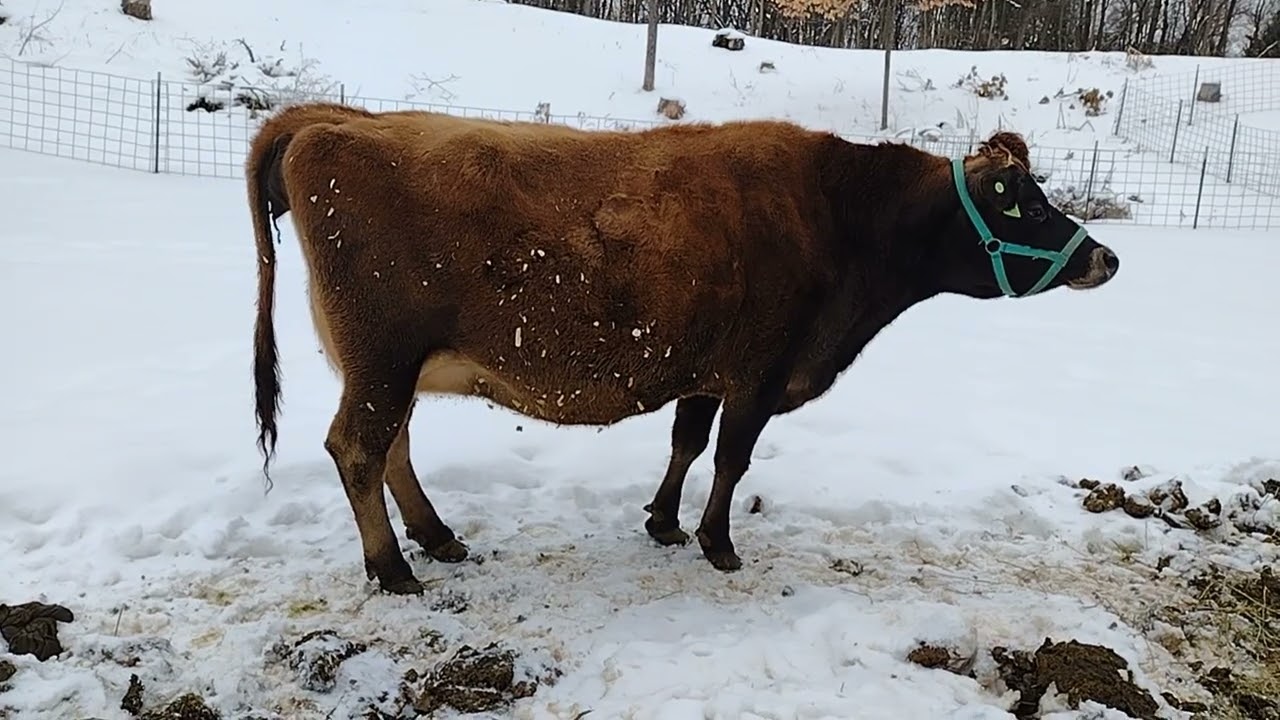 Milking this morning and 15 days till a new baby will be here. 