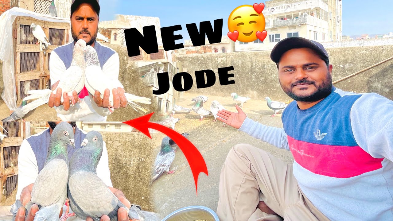 न्यू चार जोड़ो का शोक करे 🕊️🥰