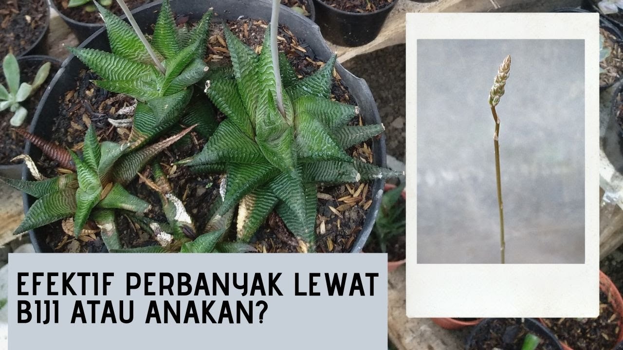Cara Efektif Mengembangkan Sukulen Howarthia Lewat Biji atau Anakan? Ini Jawabanya!