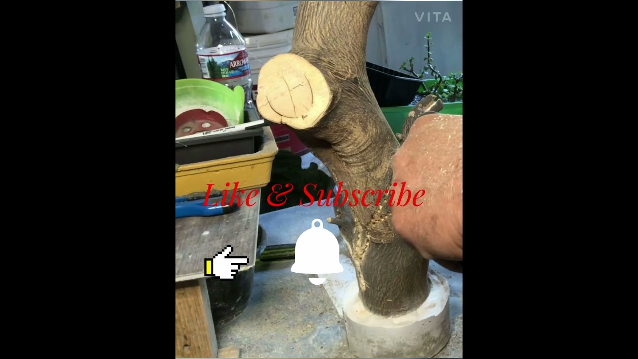 EP#010 Bonsai Driftwood with Asparagus Fern / Carving of Driftwood Part II / My Daddy's Mini Garden