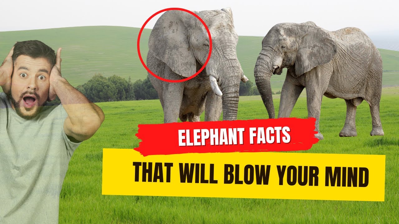 Elephants facts | that will blow your mind