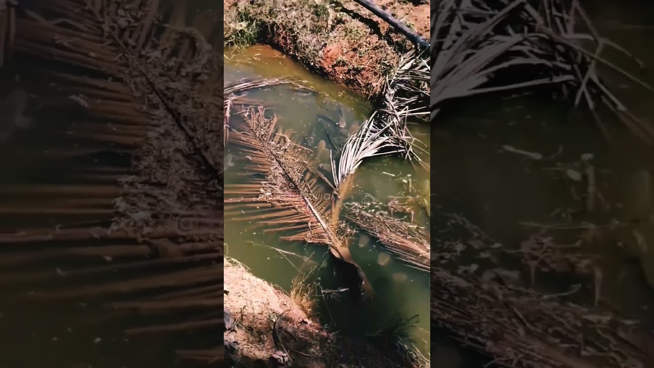 mural fish snakehead #fishing #fishingfanatics #fishcuttingskill
