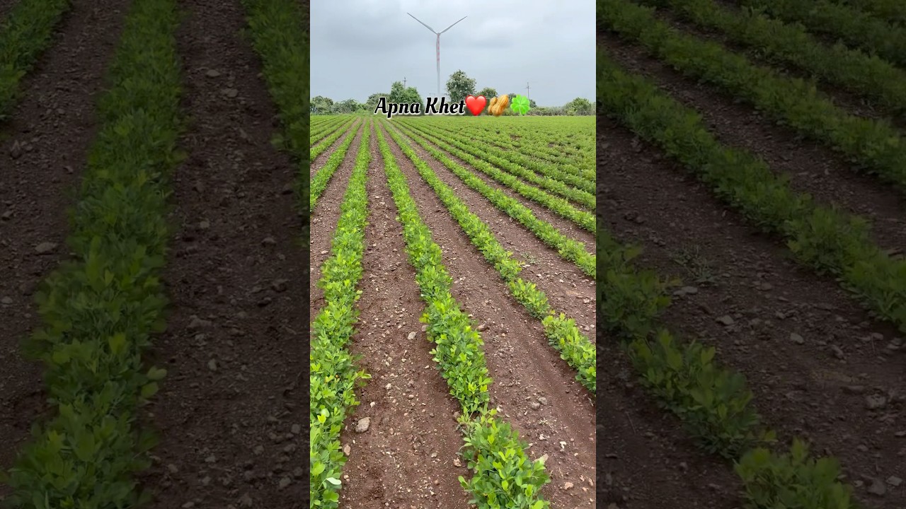 Apna Khet❤️🥜🍀 #farming #kheti #farming #farmer #motivation #agriculture