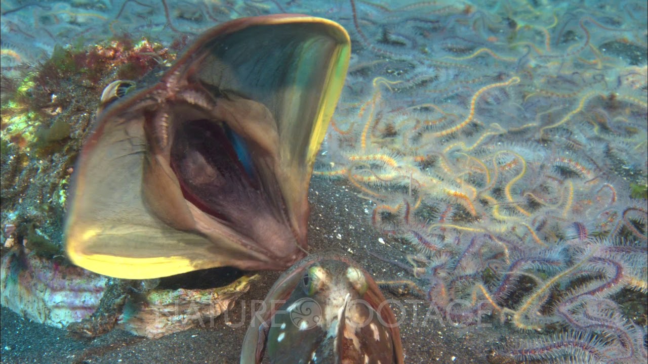 Fringeheads Fighting In Territorial Dispute