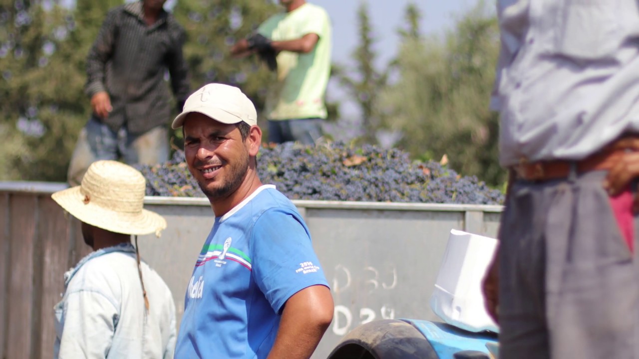 Visiting a Winery in Tunisia: Domaine Shadrapa