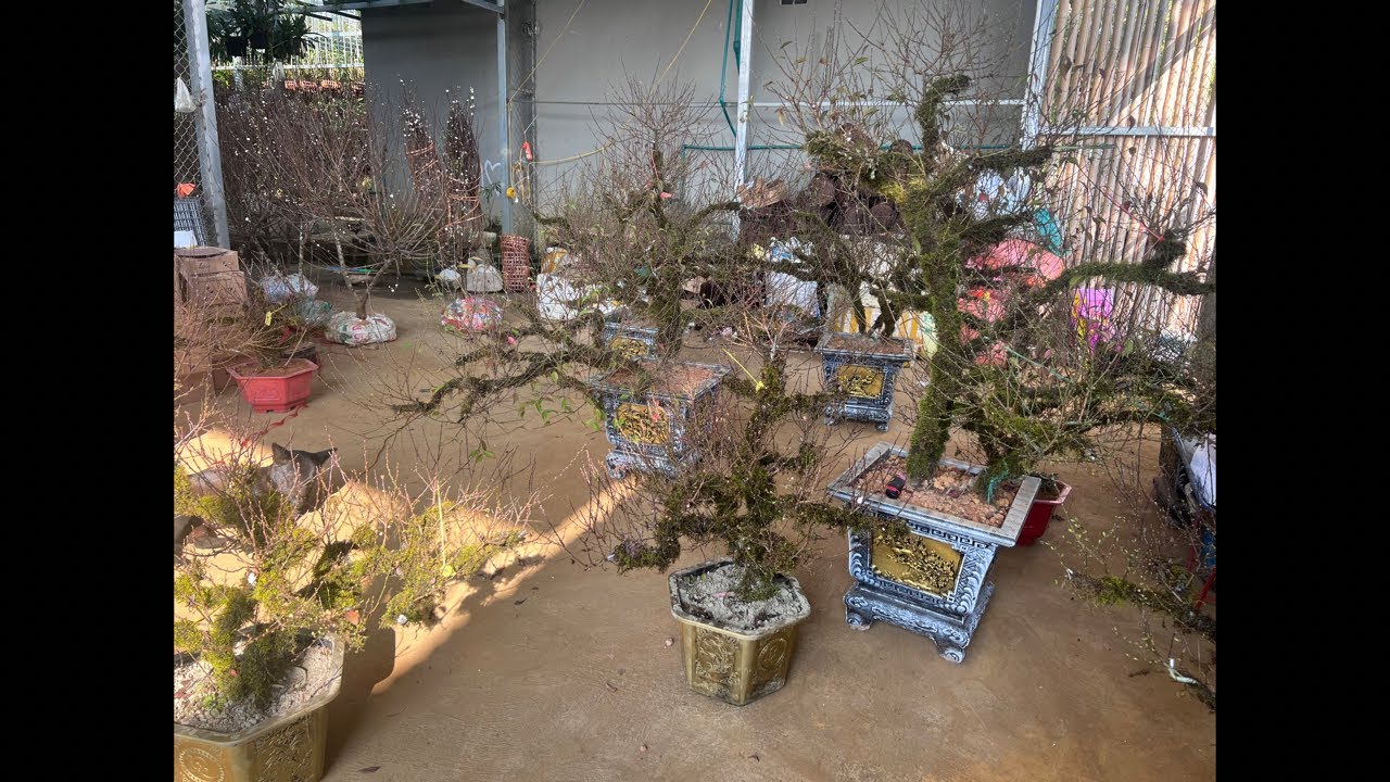 21/1 LINH TÙNG NHẤT CHI MAI 0869899172