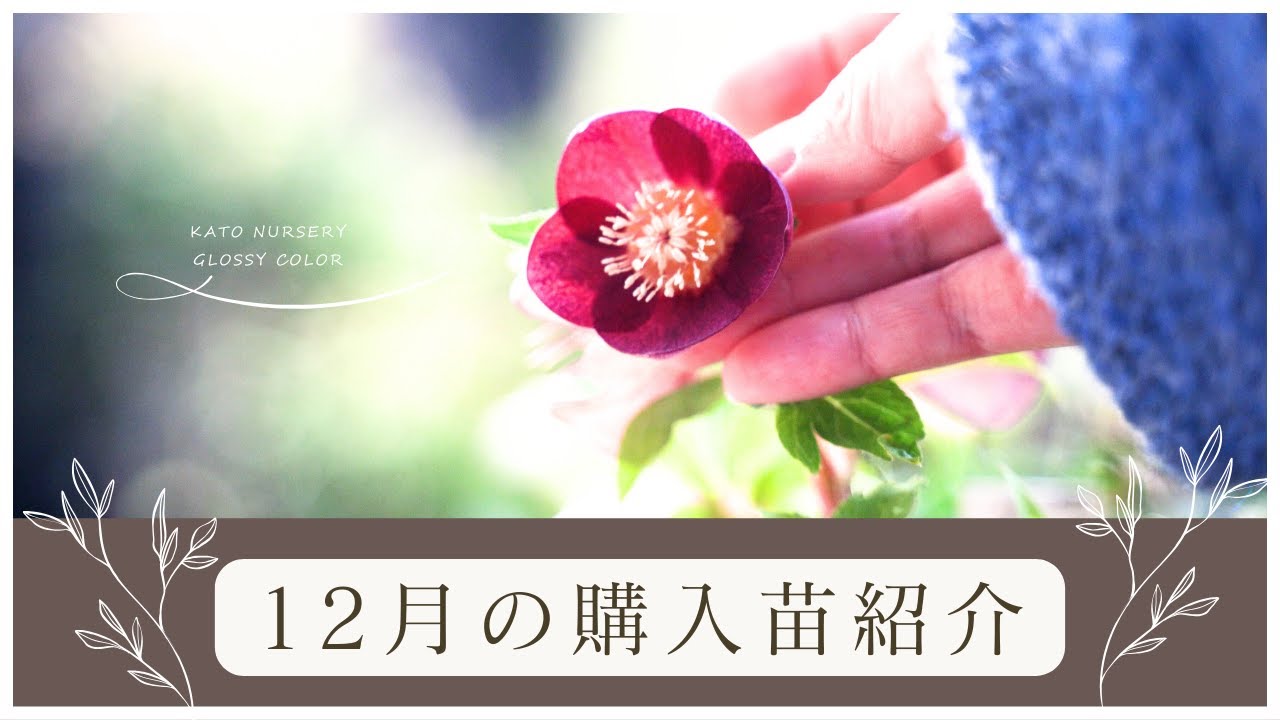 【冬のガーデニング】12月の購入苗紹介 | 球根｜一年の振り返り｜