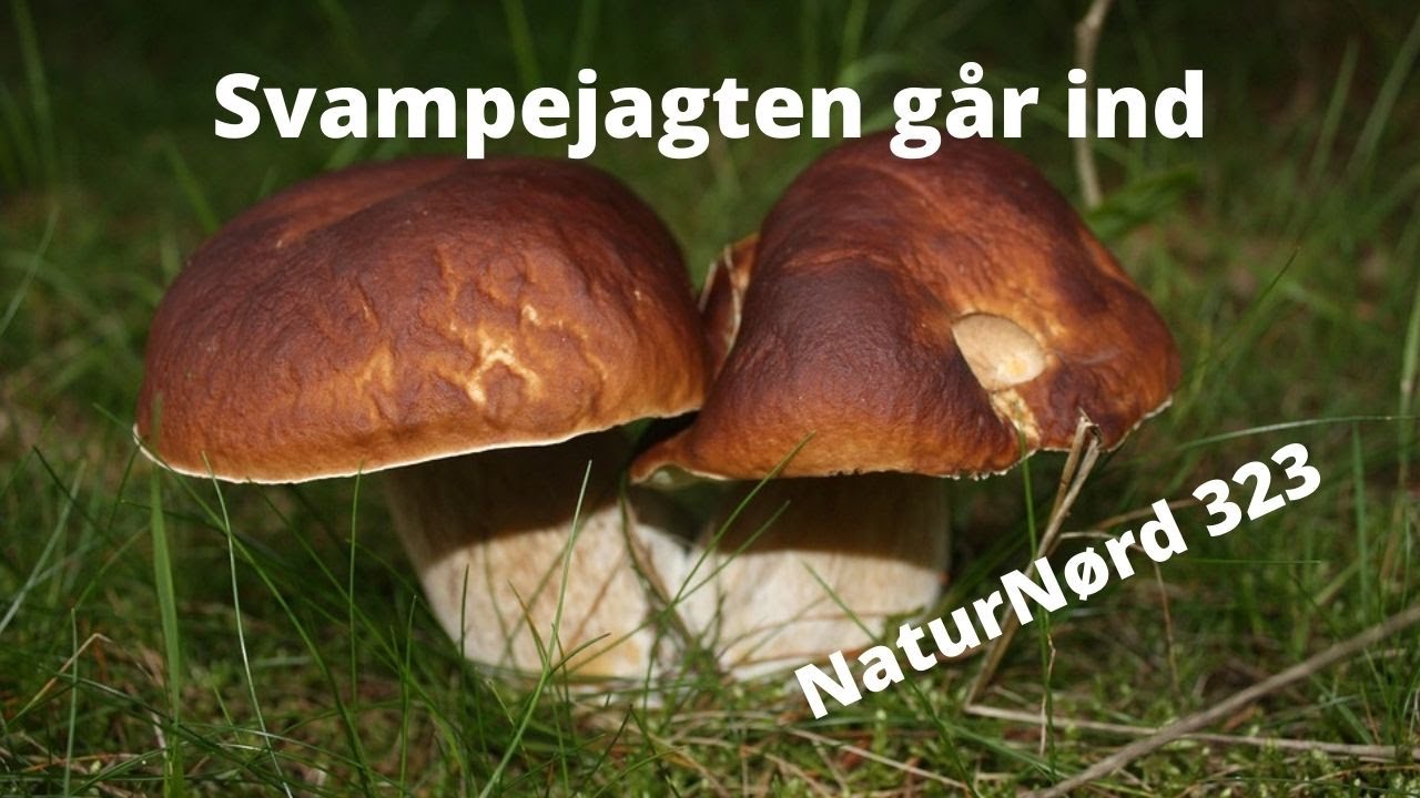 NaturNørd 323. Svampesæsonen skydes i gang :-) Med masser af svampe!