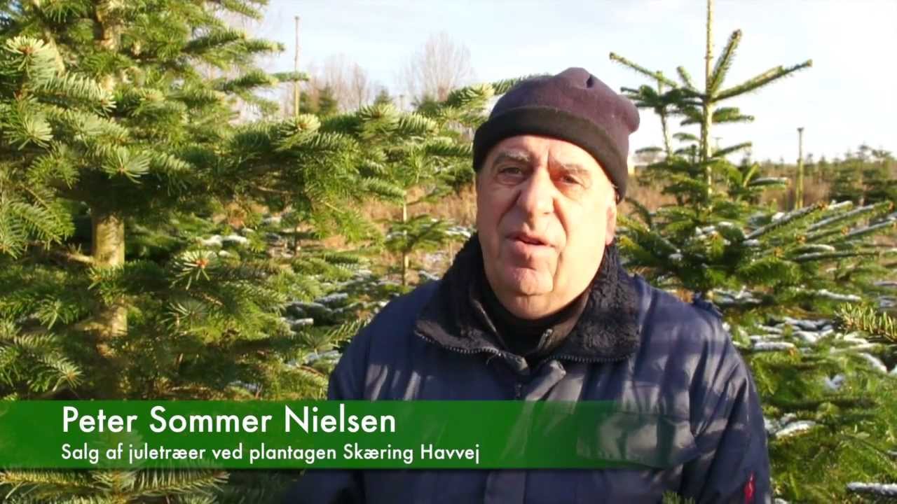 Der er gang i salget af Juletræer i år
