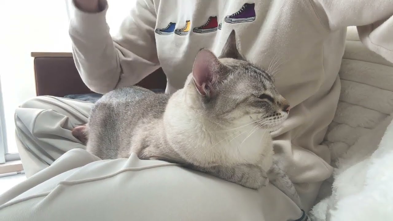 漫画を読んでても大人しい猫｜Relaxing Cat Video【No Cut】