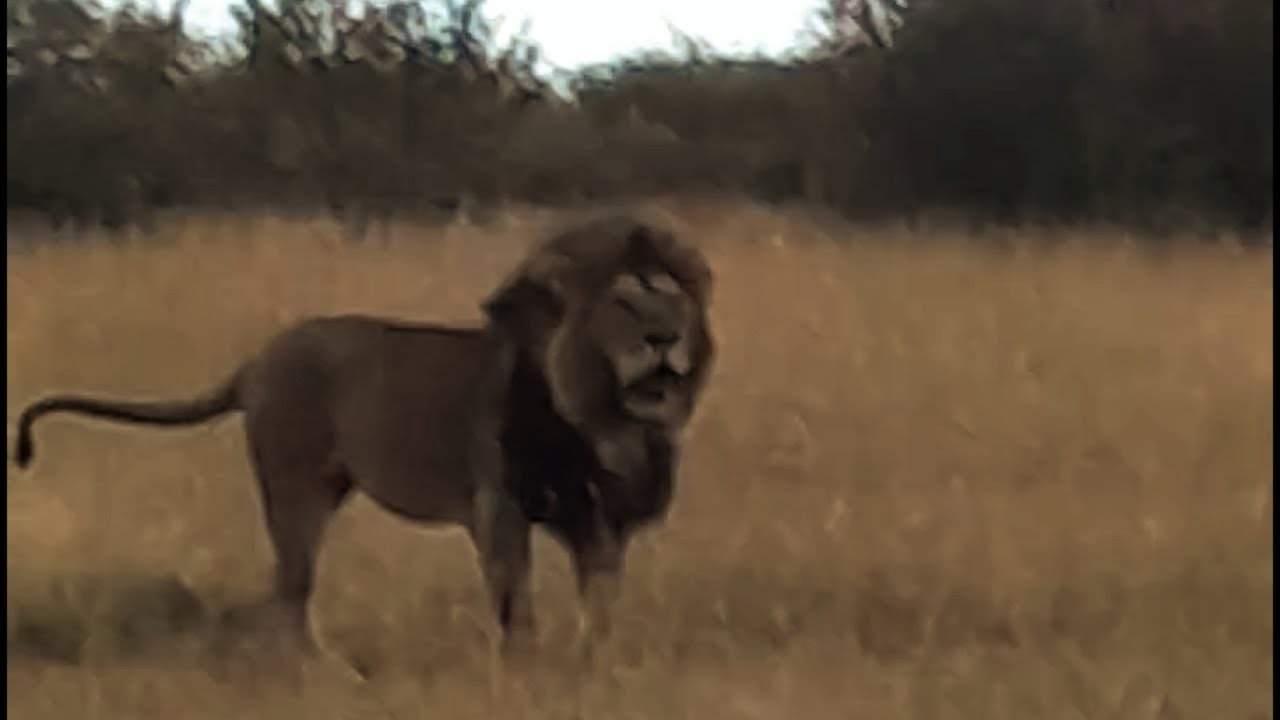 Strong Osupaat Male Lion Roaring | Masaimara | 24 June 2025