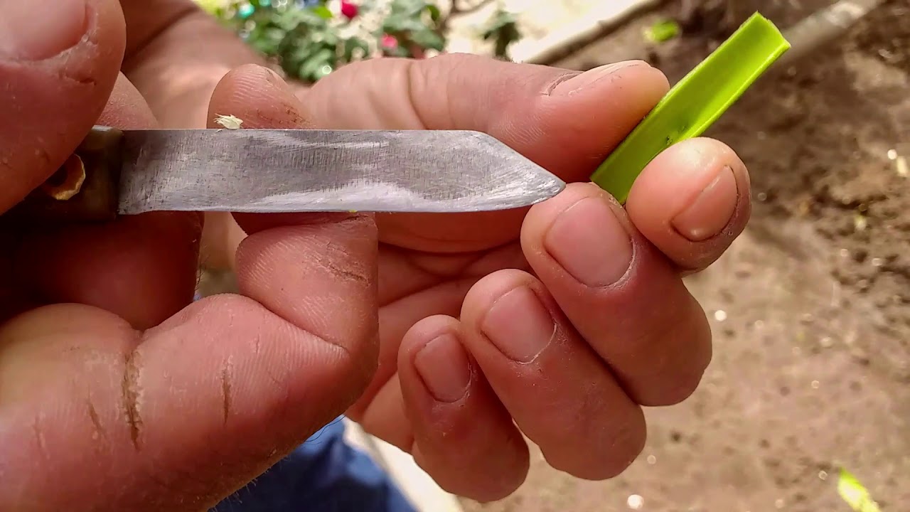 Mandalina, Limon, Portakal Göz Aşısı