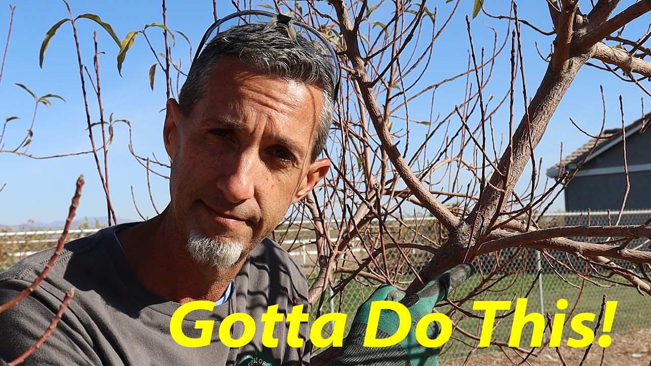 Pruning Peaches to Keep Production Low on the Tree | Winter Peach Pruning