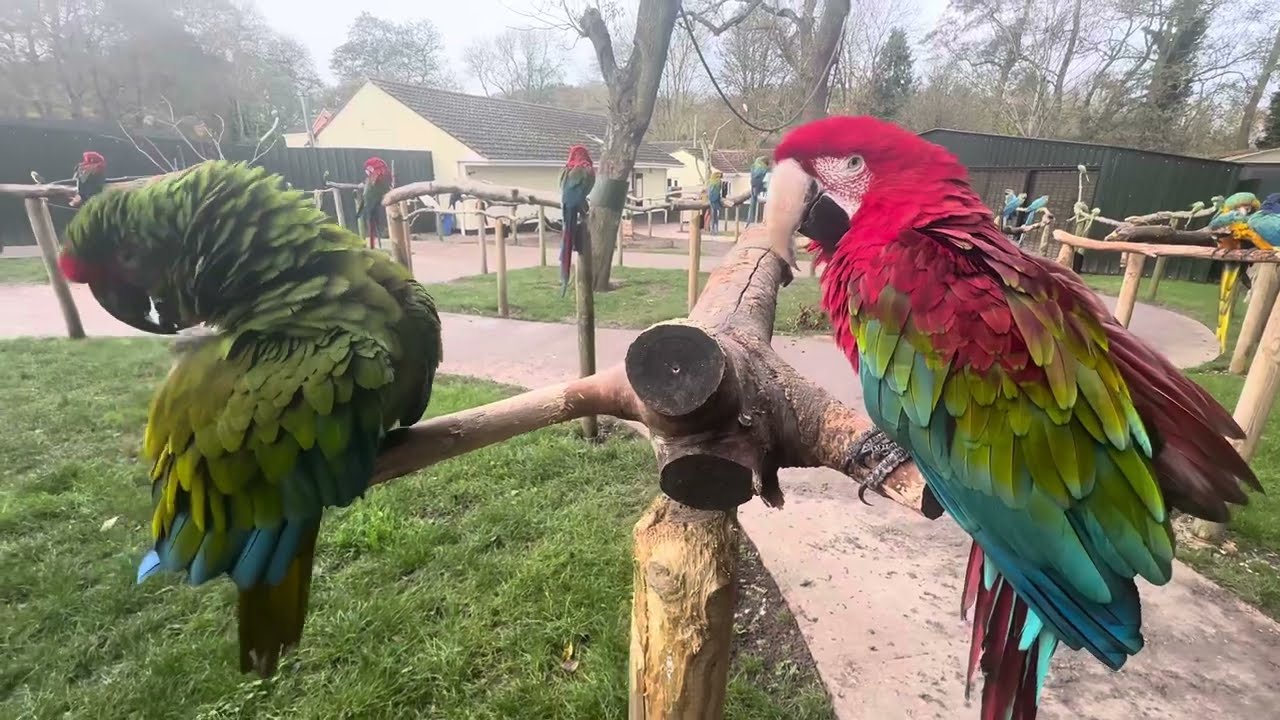 Birdland uk parrot park ! Hungry parrot looking for food ! Big macaw parrots ! Cute parrots !