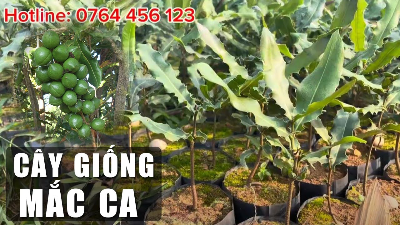 🌿Giống C&acirc;y Mắc Ca Loại C&acirc;y Cho Thu Nhập Kinh Tế Cao
