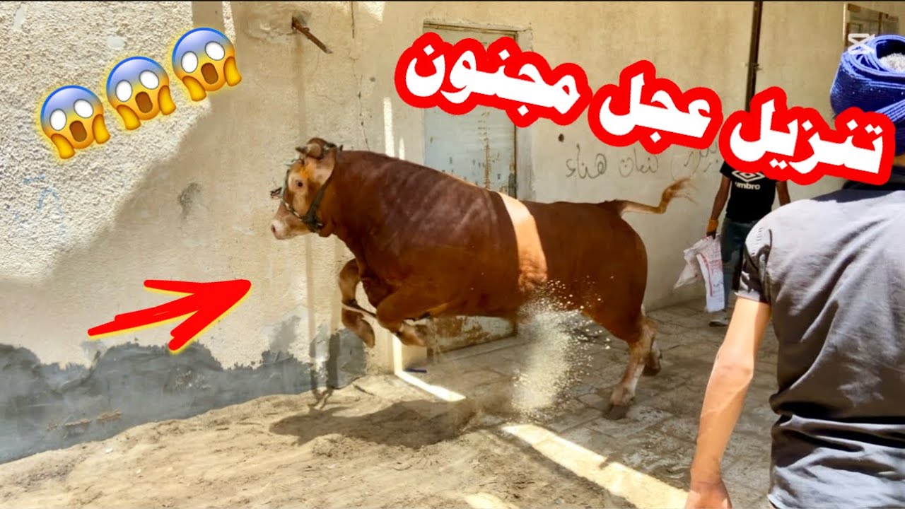 تنزيل أول عجل برتغالي مجنون بخانيونس