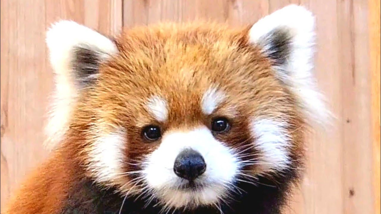 【いつ見ても可愛いキラリ】～Nishiyama Zoo Red Pandas～