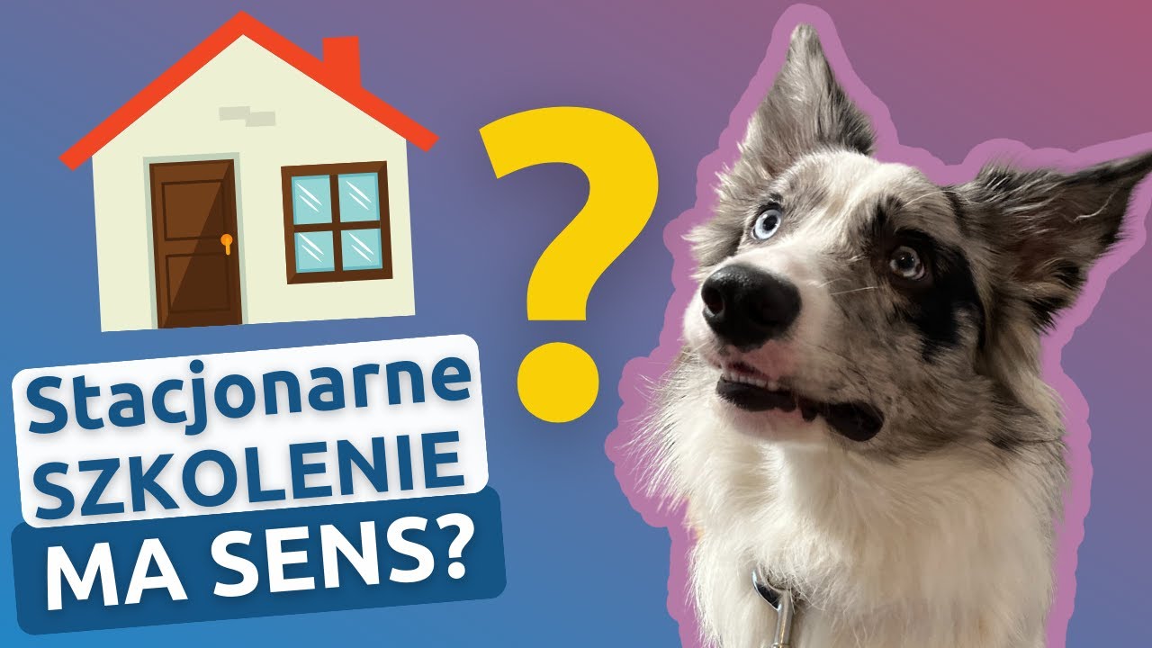 Kiedy Stacjonarna Terapia behawioralna dla psa ma SENS?