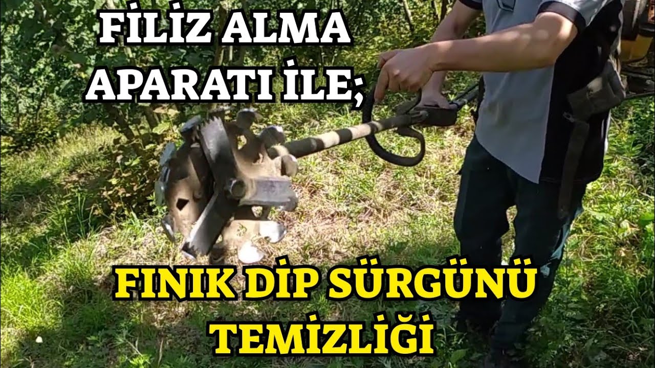 FİLİZ ALMA APARATI İle; Fındık Dip Sürgünü Nasıl Temizlenir?