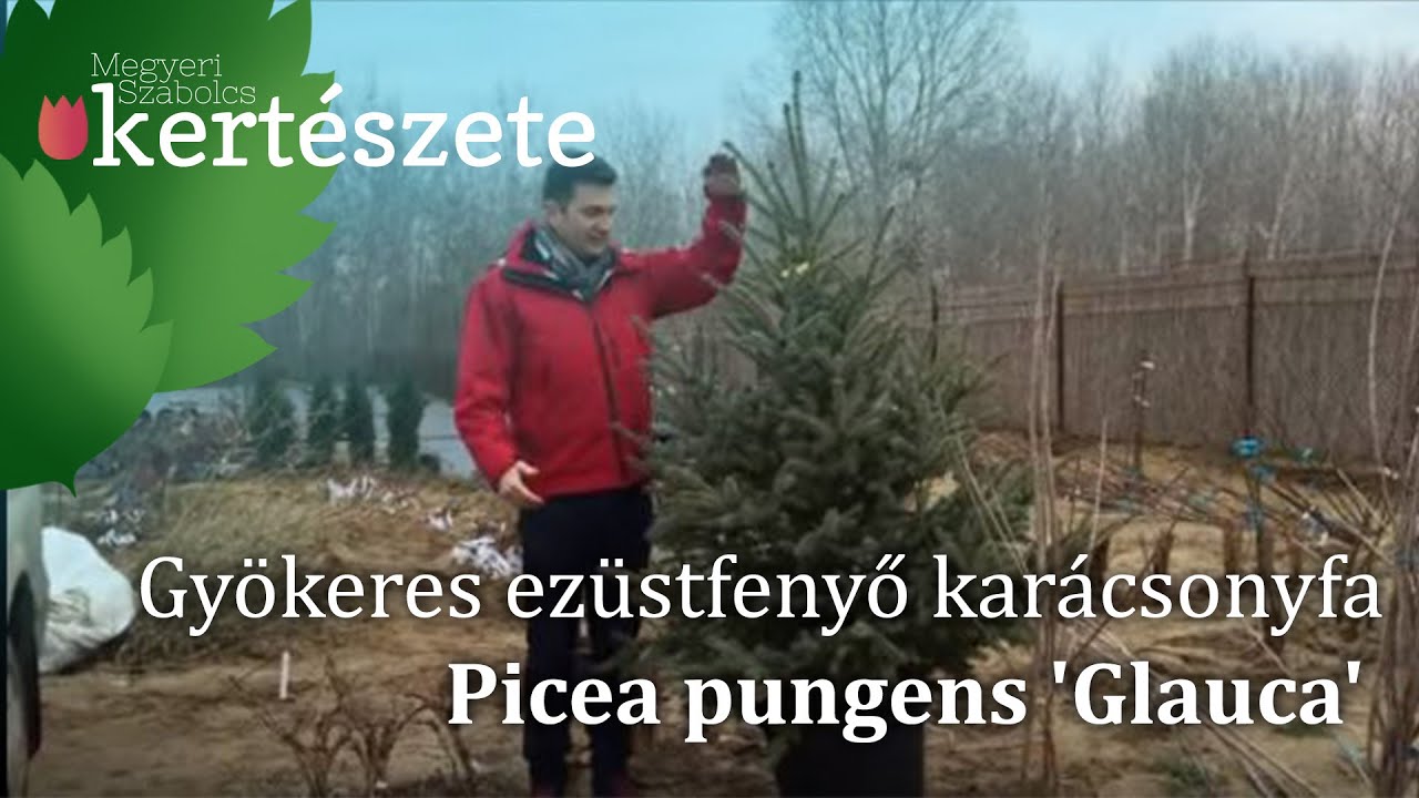 Gyökeres ezüstfenyő karácsonyfa /Picea pungens 'Glauca'/