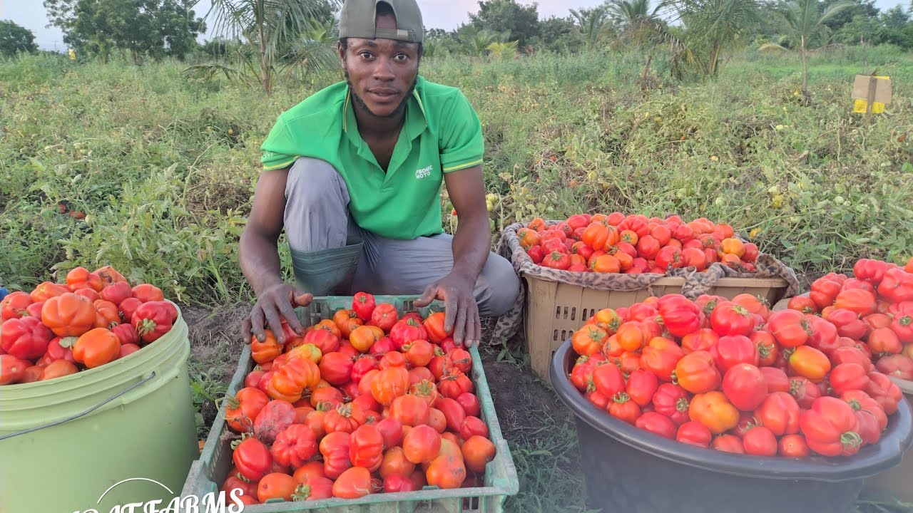 Increasing Tomato Yield through Earthen up.