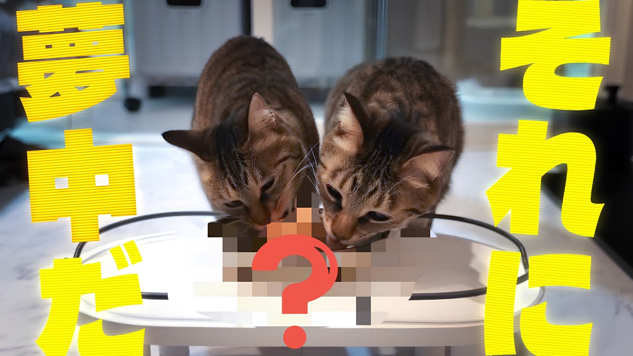 猫にあのおやつを解禁したら理性がブッ飛びました・・・！