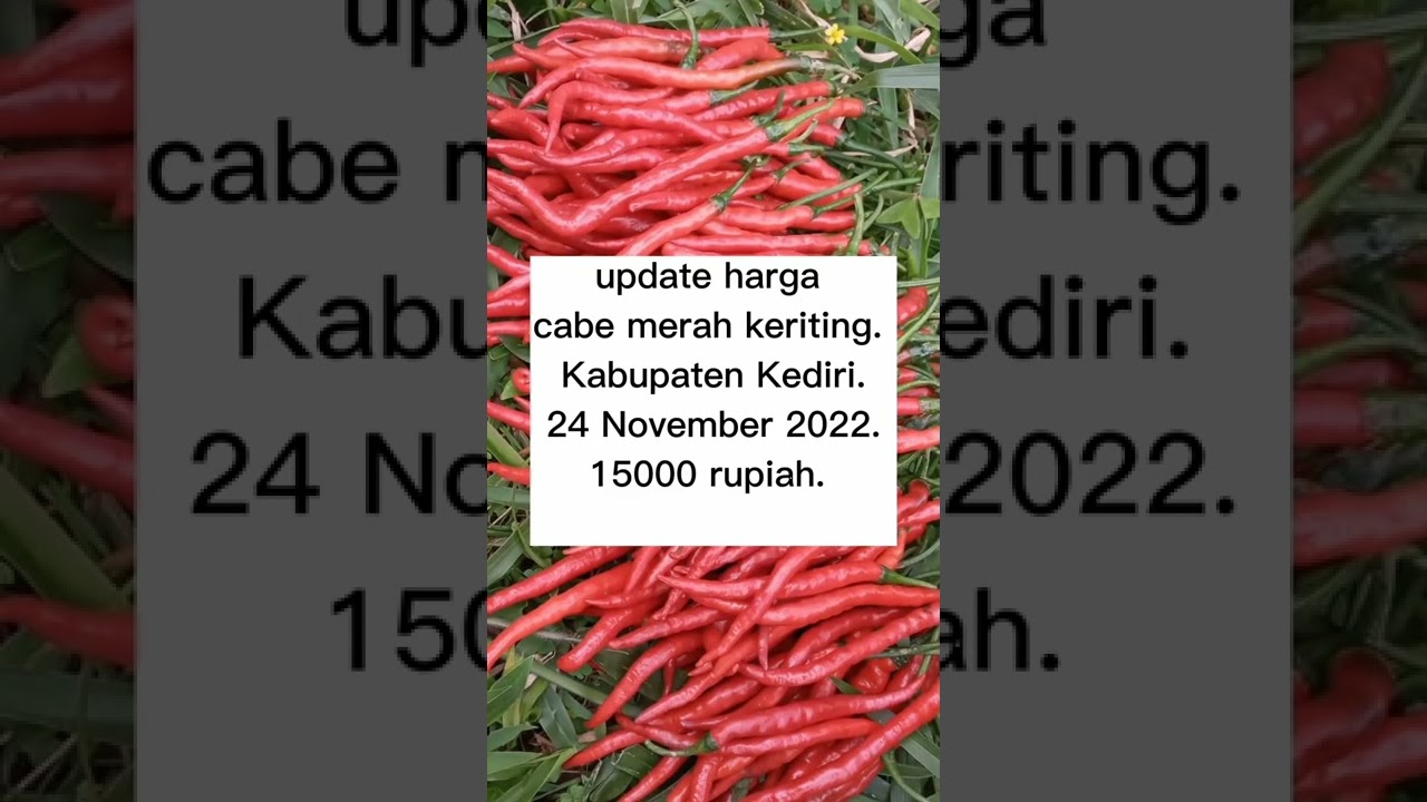 #hargacabe #hargacabai #cabe #hargacaberawit