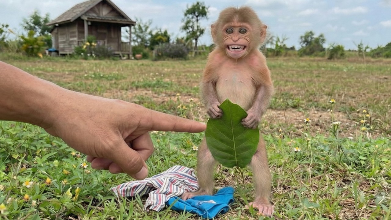 Dad Found Out Why Bon Came hHme Like This…  Monkey Bon’s Story!
