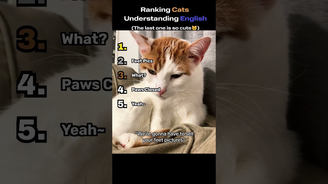 Ranking Cats Understanding English