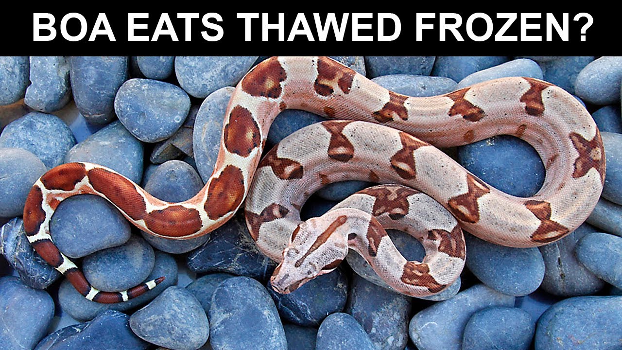Is this BOA Eating FROZEN THAWED? (What Localities are Easiest and Hardest to Switch?)