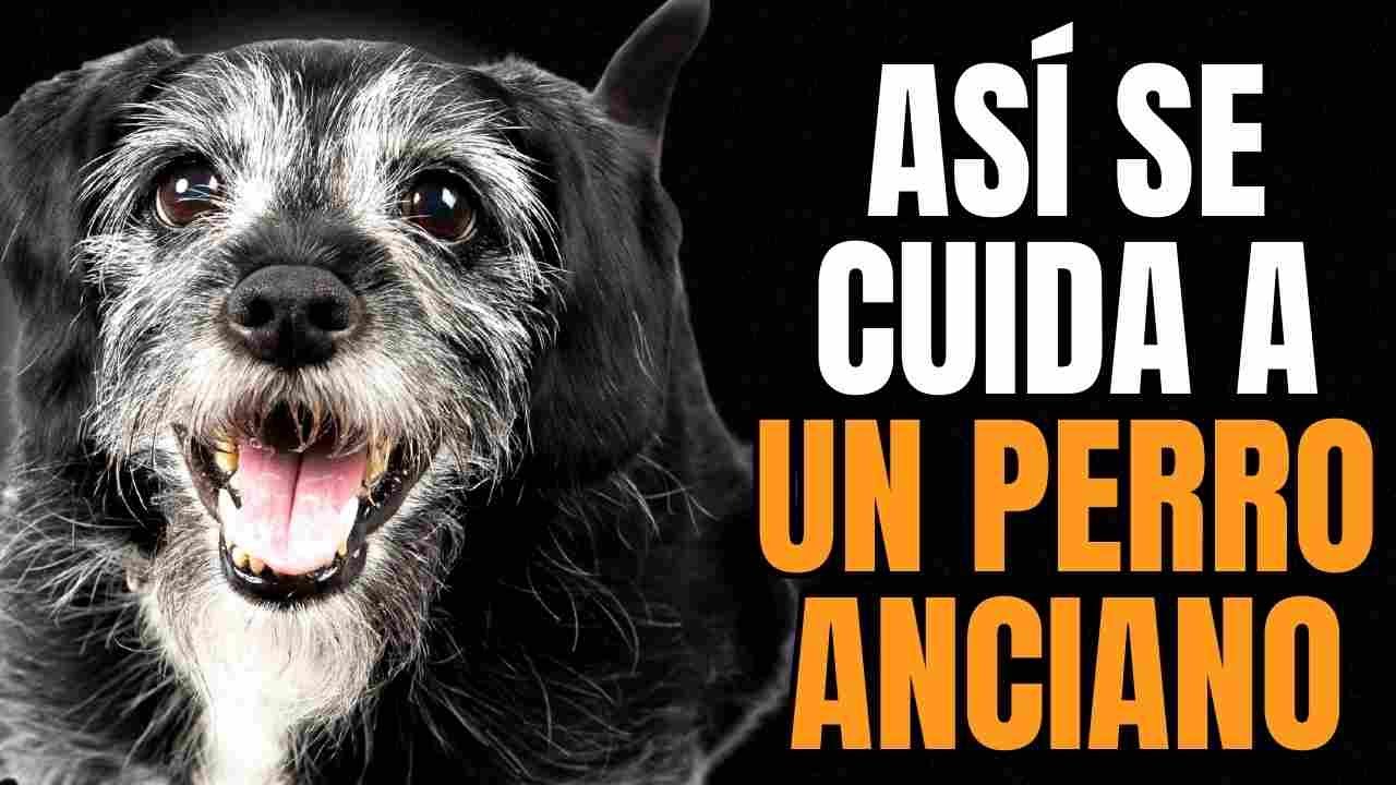 ¿CÓMO CUIDAR  A UN PERRO ANCIANO? Esto debes hacer