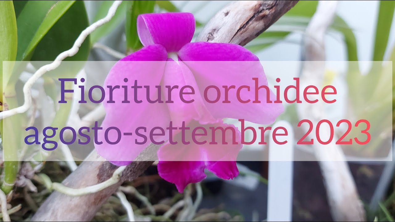 Fioriture orchidee agosto e settembre 2023