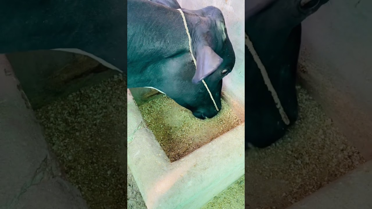 #shortvideo #shortsfeed #viral #viralvideo #youtubeshorts #dairyfarm #animals #cow #dairycows