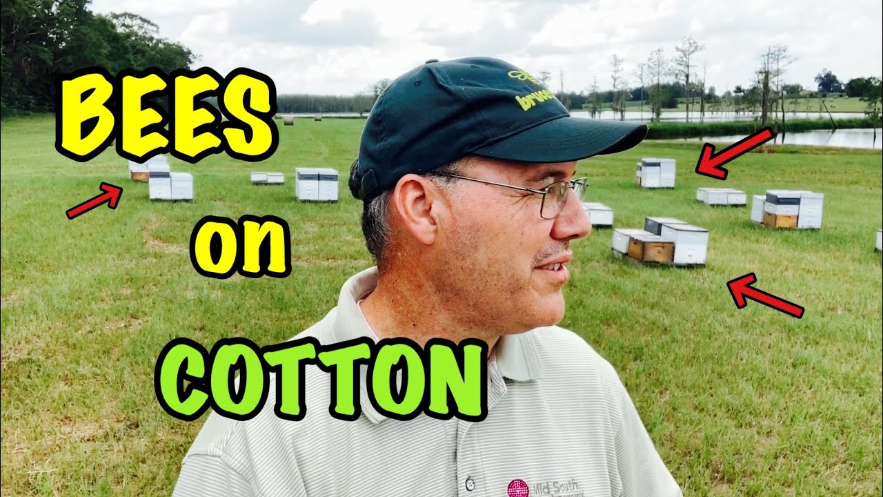 Inspecting BEES on COTTON on a HOT Summer DAY - Some Strong - Some Weak