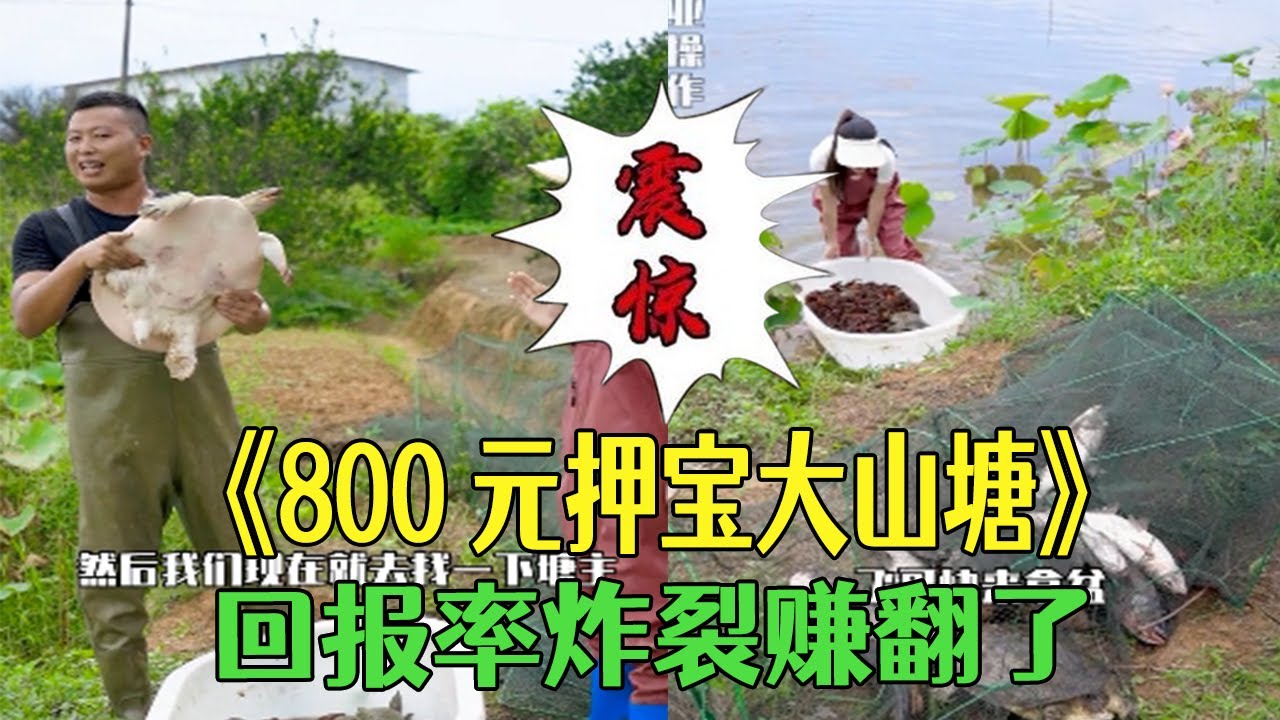 800元押寶大山塘，回報率炸裂全是大甲魚賺翻了#戶外 #三農 #小飛哥 #我要上熱門 #農村生活#甲魚