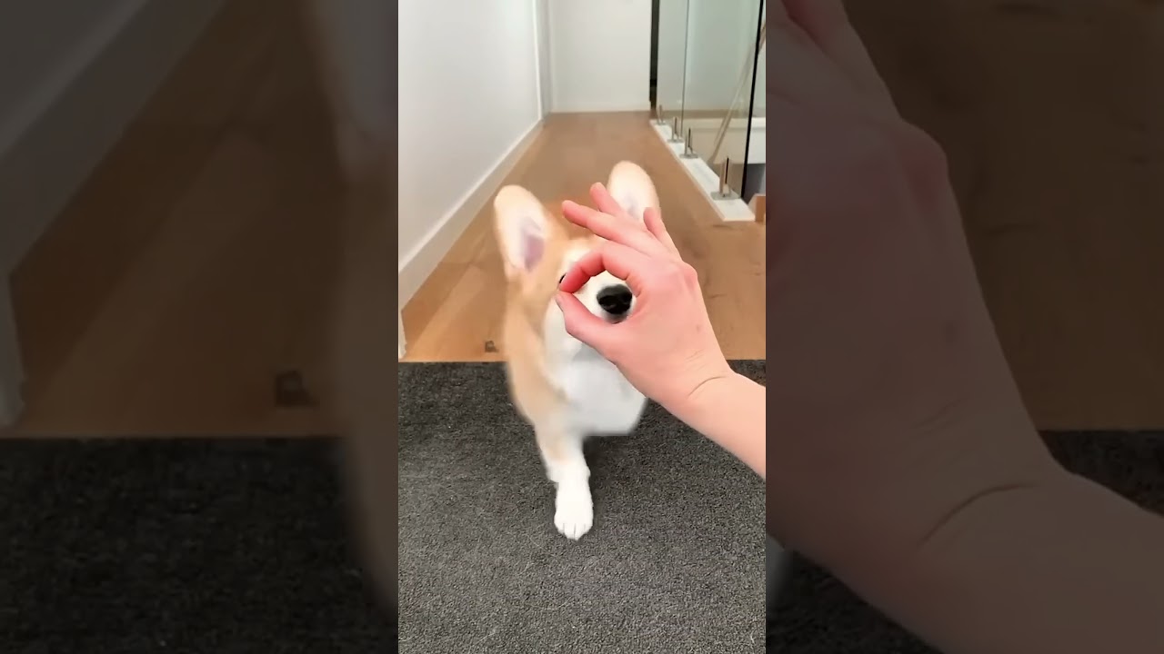 cute corgi action #stitch #cutedog #fypシ゚viral