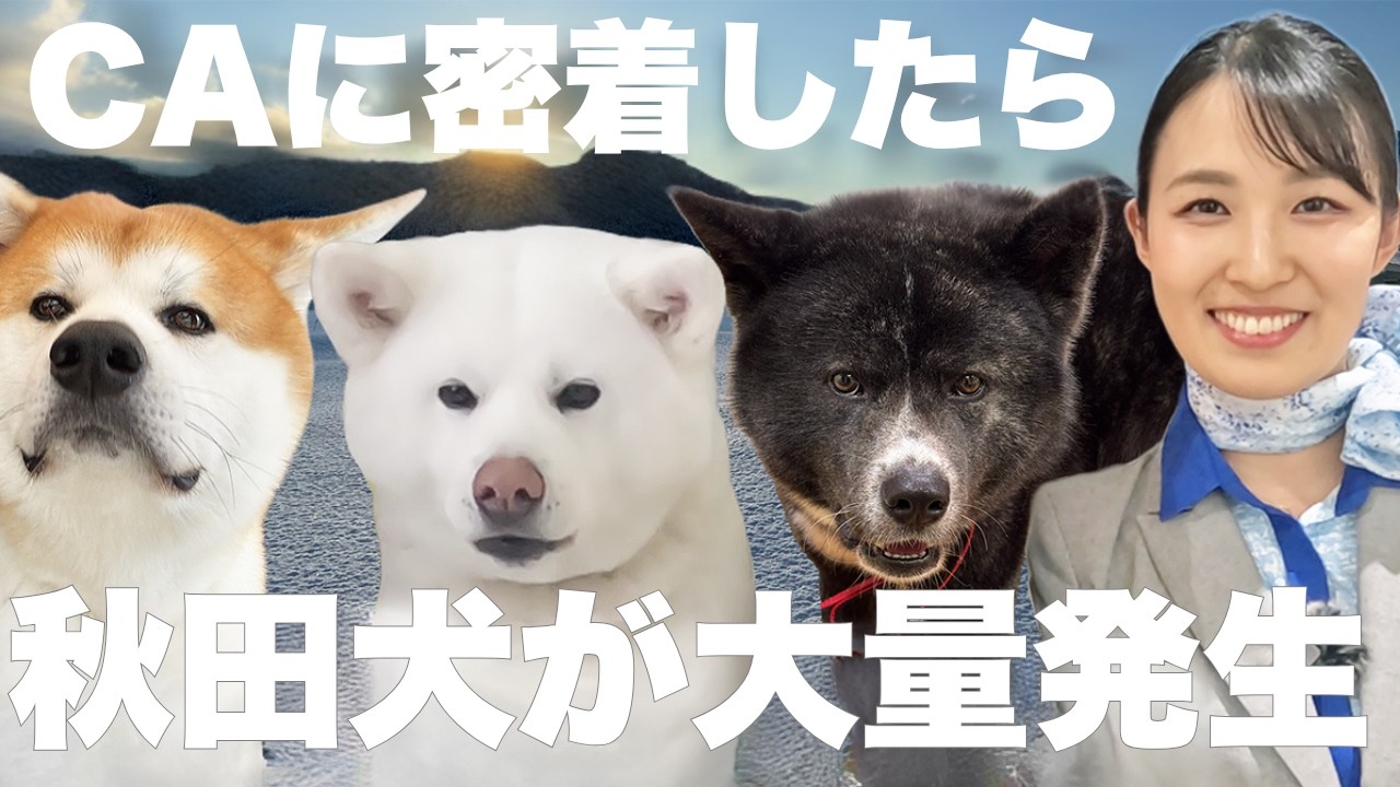 秋田犬に癒やされる旅！ANAのCAが教える感動スポット【奥秋田・大館・小坂】