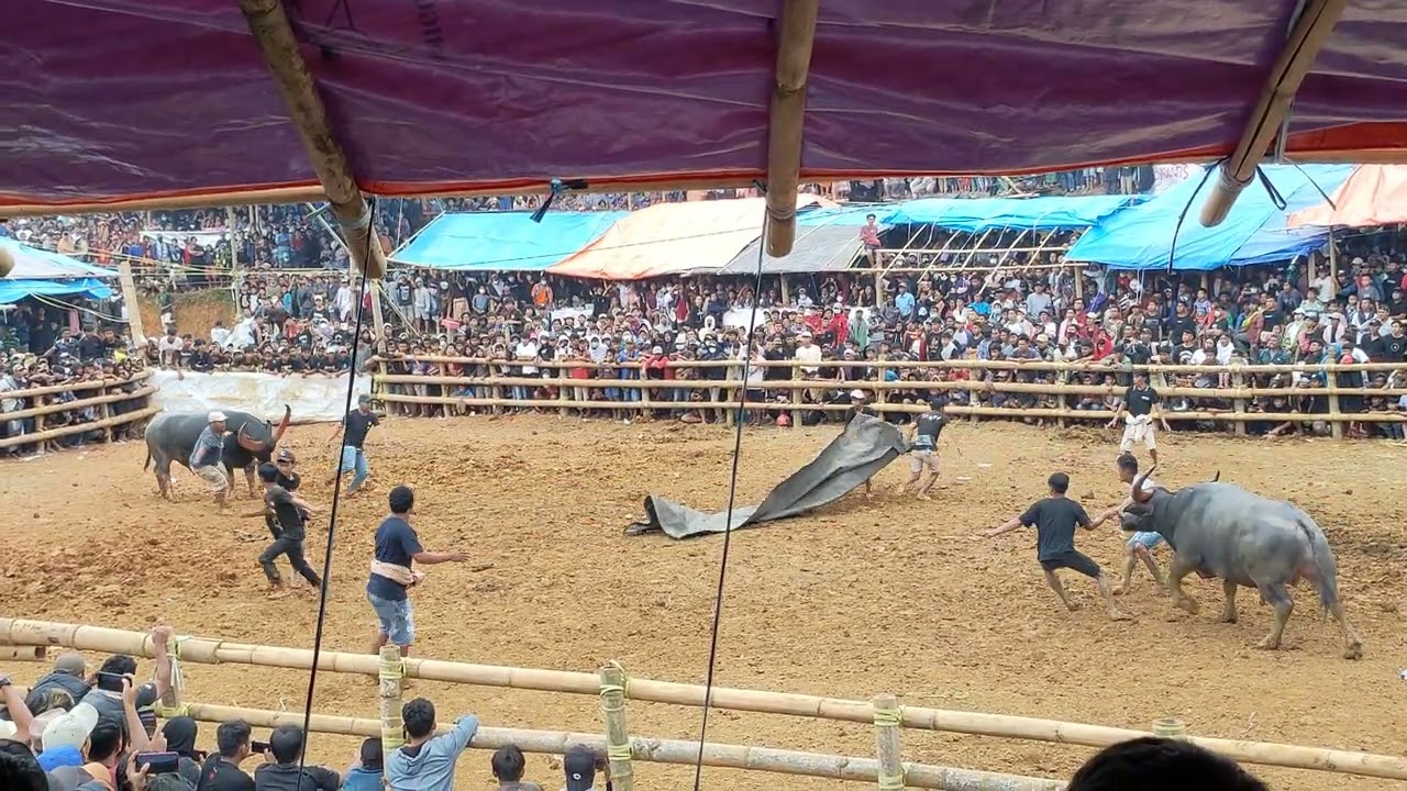 Gurita Puma (Lost) Vs Jeta Inces Kalaulu