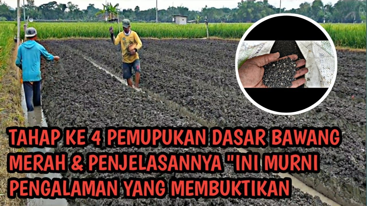 PERSIAPAN PUPUK DASAR TANAM KE 13 BAWANG MERAH YANG PAS & HASIL MAKSIMAL