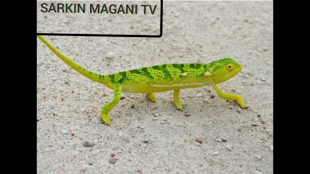 babban sirrin da hawainiya take dauke shi wannan sirrin yana da matukar amfani