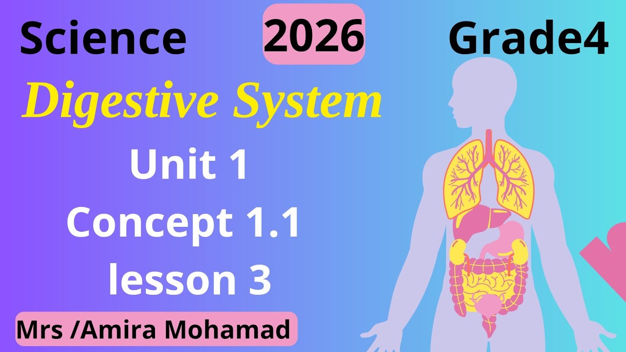 Science Grade4 | Digestive system | Lesson 3 | Concept 1.1 |First term 2026 شرح ساينس رابعه إبتدائي