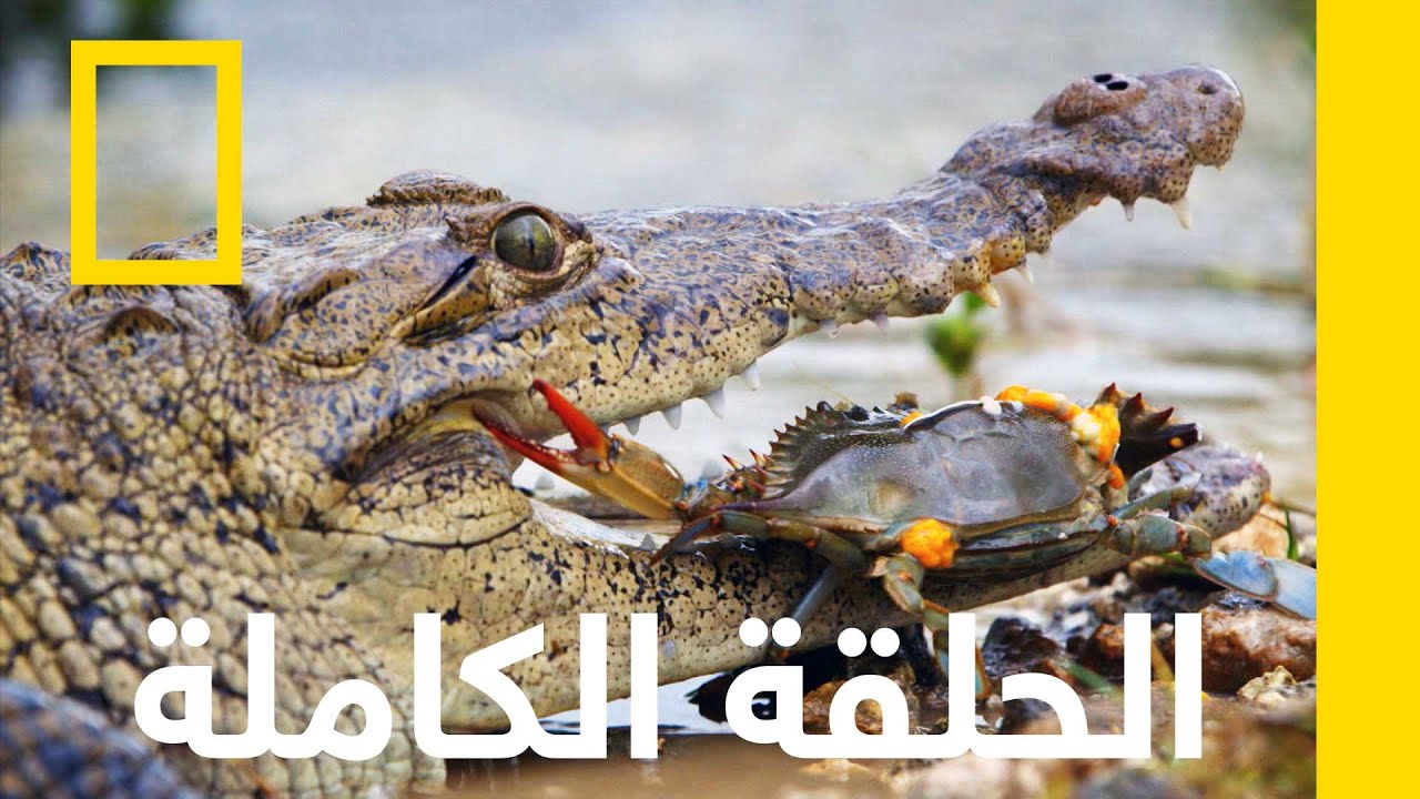 ساحل التماسيح | فلوريدا البرية | ناشونال جيوغرافيك أبوظبي