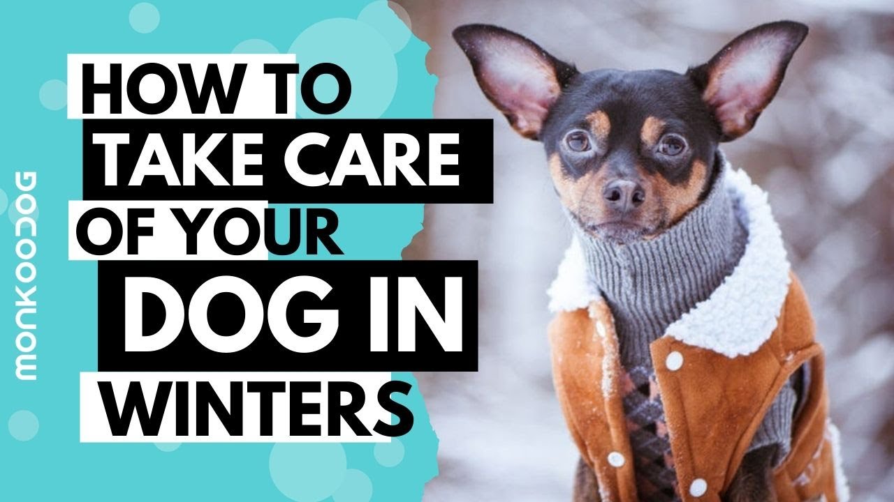 How to take care of your dog in winters I Puppy tips - winter care I